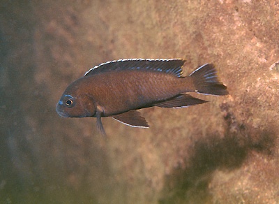 Chindongo sp. 'elongatus mbenji brown' Jalo Reef